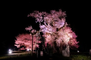 江戸彼岸桜のライトアップ
